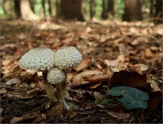 Bedla dívčí (Leucoagaricus nympharum) od vevanek