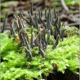 Dřevnatka dlouhonohá (Xylaria longipes) od vevanek