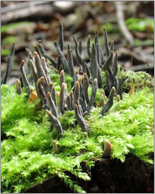 Dřevnatka dlouhonohá (Xylaria longipes) od vevanek