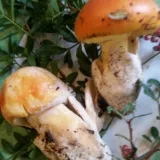 Muchomůrka císařka (Amanita caesarea) od Myšák