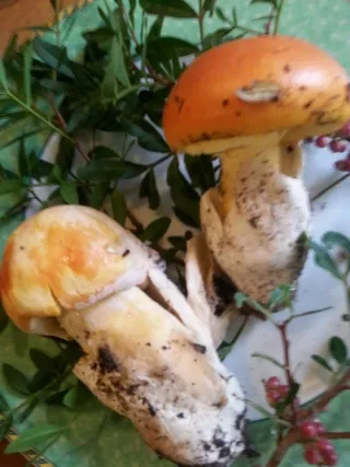 Muchomůrka císařka (Amanita caesarea) od Myšák