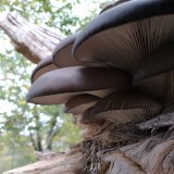 Hlíva ústřičná (Pleurotus ostreatus) od Lomon