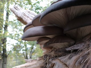 Hlíva ústřičná (Pleurotus ostreatus) od Lomon