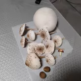 Pýchavka obrovská (Calvatia gigantea) od Lomon