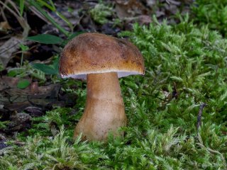 Hřib kaštanový (Gyroporus castaneus) od basset