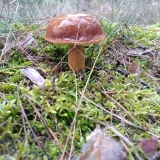 Hřib hnědý (Boletus badius) od Ondro754