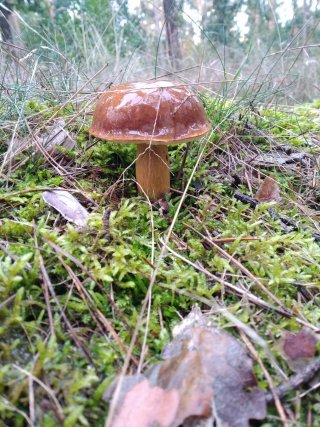 Hřib hnědý (Boletus badius) od Ondro754