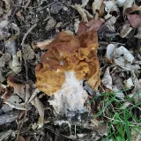 Ucháč obrovský (Gyromitra gigas) od Pepa R.