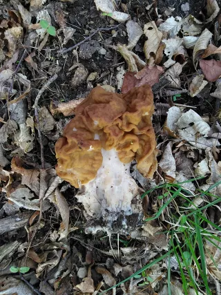 Ucháč obrovský (Gyromitra gigas) od Pepa R.