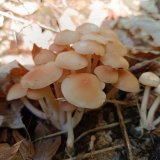 Penízovka dubová (Gymnopus dryophilus) od Martina