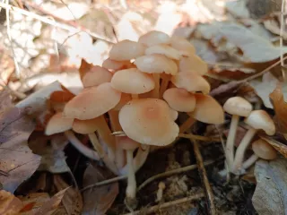 Penízovka dubová (Gymnopus dryophilus) od Martina