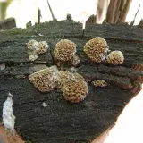 Outkovka labyrinitická (Antrodia ramentacea) od Tony52