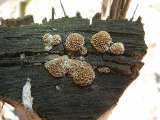 Outkovka labyrinitická (Antrodia ramentacea) od Tony52