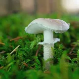 Zrnivka žraločí (Cystoderma carcharias) od Martin