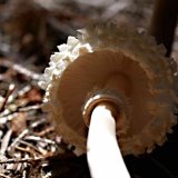 Bedla dívčí (Leucoagaricus nympharum) od MV