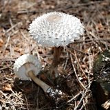 Bedla dívčí (Leucoagaricus nympharum) od MV