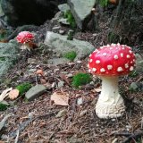 Muchomůrka červená (Amanita muscaria) od Vlcak