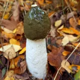 Hadovka smrdutá (Phallus impudicus) od Tulák z rokle