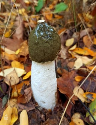 Hadovka smrdutá (Phallus impudicus) od Tulák z rokle