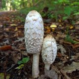 Hnojník obecný (Coprinus comatus) od Tulák z rokle