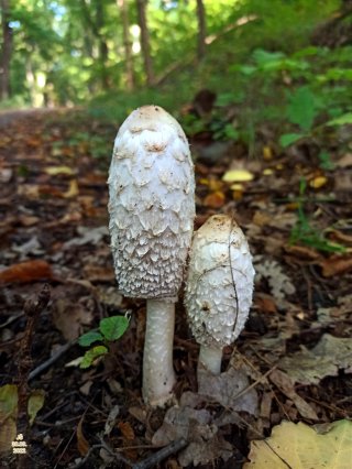 Hnojník obecný (Coprinus comatus) od Tulák z rokle