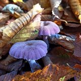 Lakovka ametystová (Laccaria amethystina) od Tulák z rokle