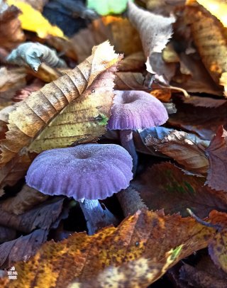 Lakovka ametystová (Laccaria amethystina) od Tulák z rokle