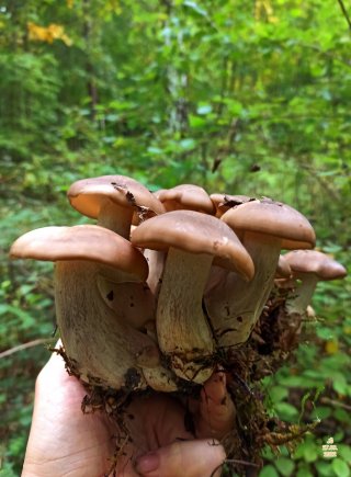 Líha nahloučená (Lyophyllum decastes) od Tulák z rokle