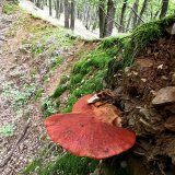 Pstřeň dubový (Fistulina hepatica) od Tulák z rokle