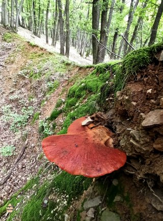 Pstřeň dubový (Fistulina hepatica) od Tulák z rokle