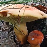 Ryzec syrovinka (Lactarius volemus) od Tulák z rokle