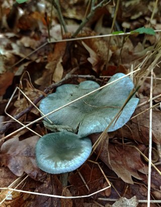 Strmělka anýzka (Clitocybe odora) od Tulák z rokle