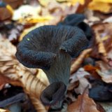 Stroček trubkovitý (Craterellus cornucopioides) od Tulák z rokle