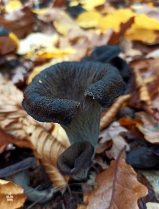 Stroček trubkovitý (Craterellus cornucopioides) od Tulák z rokle