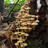 Třepenitka svazčitá (Hypholoma fasciculare) od Tulák z rokle