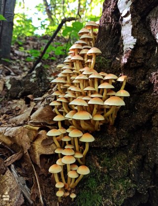 Třepenitka svazčitá (Hypholoma fasciculare) od Tulák z rokle