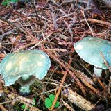 Límcovka měděnková (Stropharia aeruginosa) od Jakub Habarta