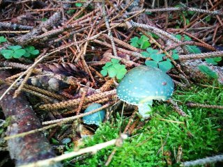 Límcovka měděnková (Stropharia aeruginosa) od Jakub Habarta