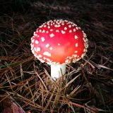 Muchomůrka červená (Amanita muscaria) od Jakub Habarta