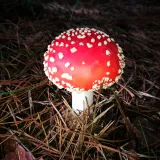 Muchomůrka červená (Amanita muscaria) od Jakub Habarta