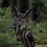 Avatar uživatele