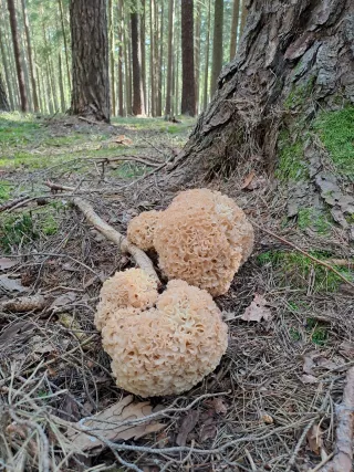 Kotrč kadeřavý (Sparassis crispa) od Jirka V