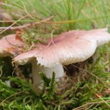 Holubinka mandlová (Russula vesca) od Peťka