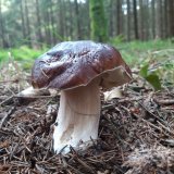 Hřib smrkový (Boletus edulis) od Petr Beneš