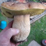 Hřib smrkový (Boletus edulis) od Petr Beneš