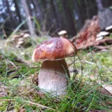 Hřib smrkový (Boletus edulis) od Petr Beneš