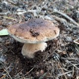 Hřib smrkový (Boletus edulis) od Petr Beneš