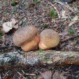 Hřib kovář (Neoboletus luridiformis) od Petr Beneš