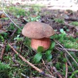 Hřib kovář (Neoboletus luridiformis) od Petr Beneš