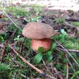 Hřib kovář (Neoboletus luridiformis) od Petr Beneš